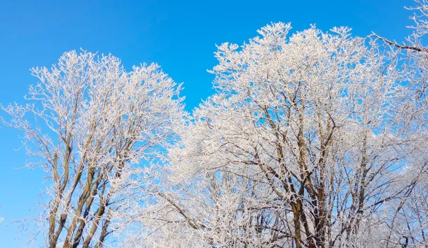 Нанесите это на кору &mdash; и трещины как не бывало: мощный рецепт для здоровья дерева &mdash; заживет даже большое дупло