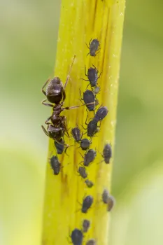 Как раз и навсегда избавиться от тли: 1 ингредиент &mdash; и вредители сбежали с позором