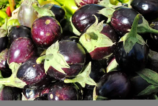 Почему баклажаны сохнут, не успев созреть: 3 причины &mdash; и способы решения проблемы