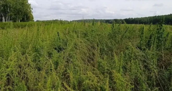 Полиция уничтожила урожай конопли в Давлекановском районе