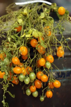 Листья томатов и перцев скручиваются? Изучаем, что не хватает растениям &mdash; лечим как профессионалы