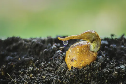 Как развести марганцовку для семян — единственный правильный способ: нарушите пропорции — уничтожите рассаду