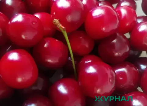 Черешня: как эта ягода помогает нормализовать уровень сахара в крови и улучшить инсулин