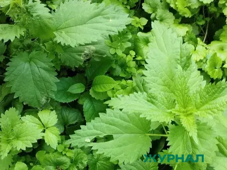 Чистим организм с помощью крапивного настоя: простое средство для выведения токсинов и лишней жидкости