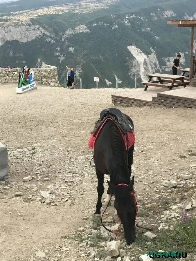Премьер-министр Башкортостана отметил значимость коневодства и кумыса