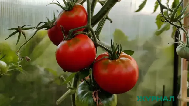 Эффективные подкормки для помидоров: хвощ и зола для обильного урожая