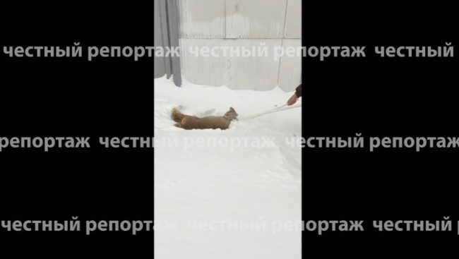 В Башкирии рысь напала на девочку в детском лагере &laquo;Уфимский сокол&raquo;