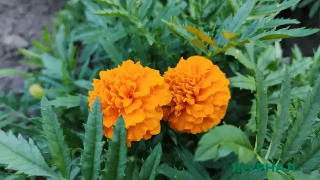 Весенние цветы начали распускаться в теплицах Башкирии