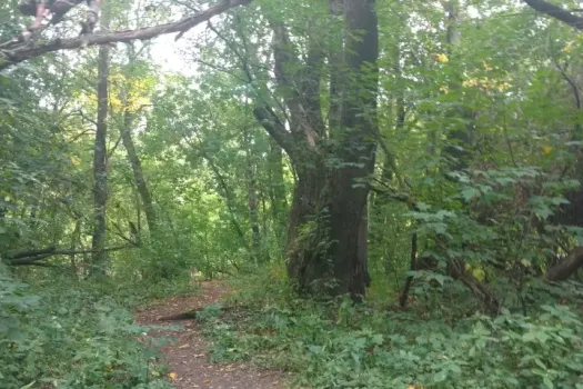 Башкирия получит 278 миллионов рублей на сохранение лесов в 2026 году