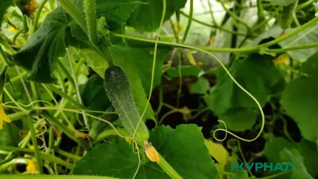 Молочная подкормка для огурцов: простой рецепт для крепких и урожайных кустов