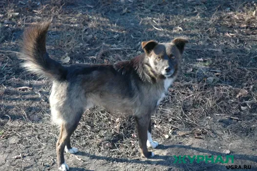 Карантин по бешенству введен в двух селах Башкирии из-за вспышки инфекции