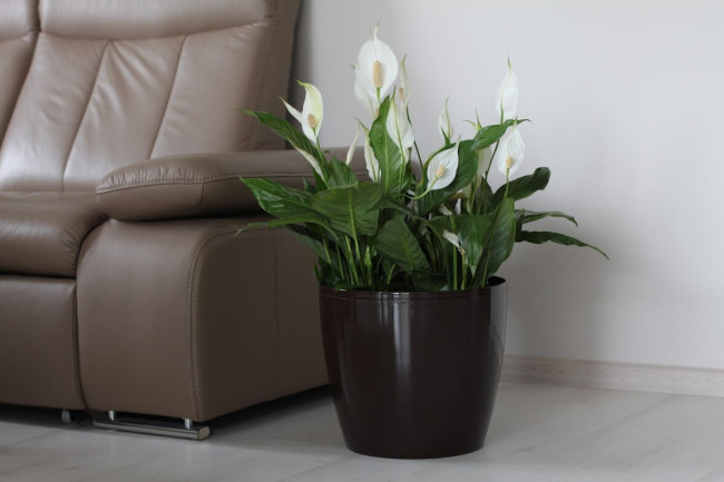 Спатифиллум: как это комнатное растение очищает воздух и защищает от плесени