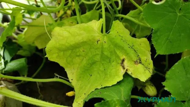 Как предотвратить пожелтение листьев огурцов: советы по поливу и температуре