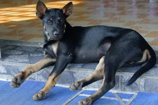 Благотворительный фестиваль &laquo;РОК В ЗАЩИТУ ЖИВОТНЫХ&raquo; пройдет в Уфе 17 и 18 января