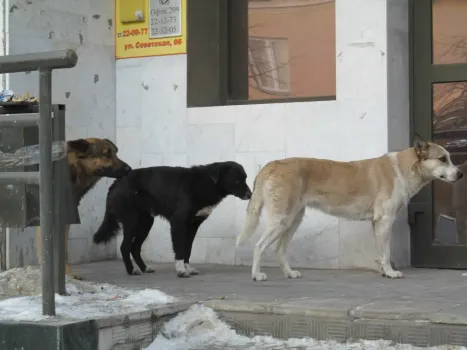 Следственный комитет России проверяет отлов бездомных собак в Уфе
