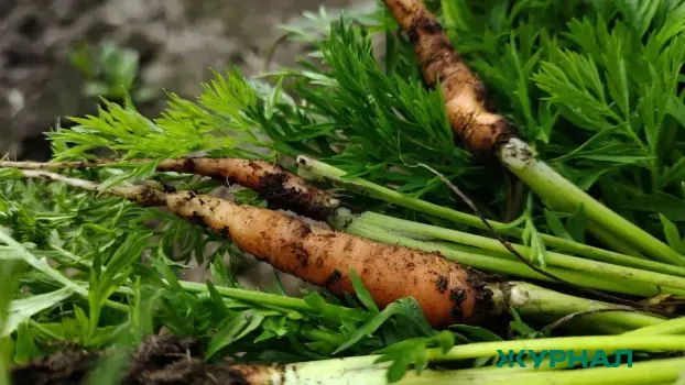 Восстановите зрение с помощью простого овощного сока из моркови и шпината