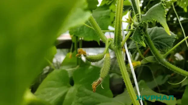 Омолодите огурцы с помощью янтарной кислоты: три простых подкормки для урожая до осени