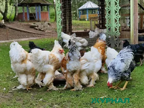 В Башкирии планируется строительство птицеводческого комплекса с поддержкой инвесторов