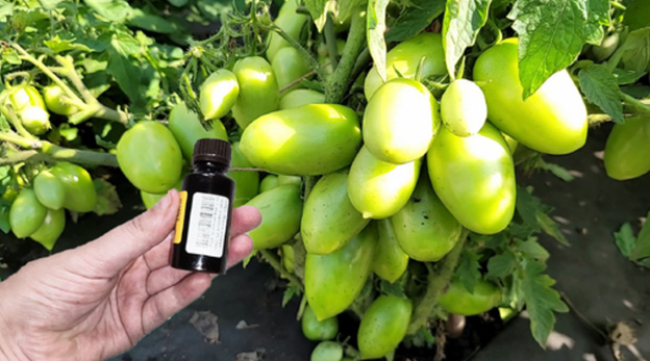 Лавровый лист и йод: простое удобрение для крепких томатов и богатого урожая