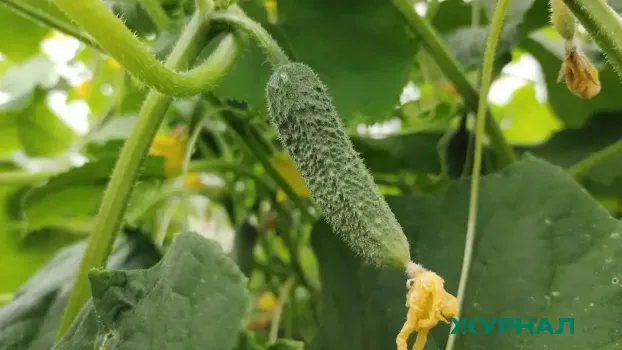 Секреты поздних посадок: три сорта огурцов для урожая до осени