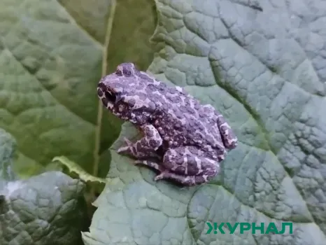 Лопух: как использовать корень и листья для восстановления печени и улучшения кожи