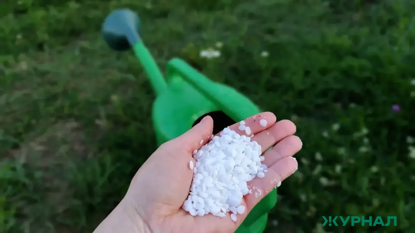 Простая подкормка для растений: 5 таблеток аспаркама в бочку и здоровый урожай