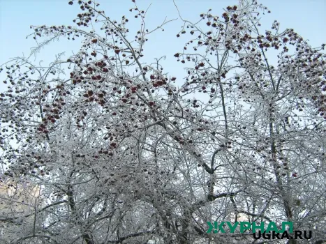 Солнечная погода и морозы до 31 градуса ожидаются в Уфе 26 января
