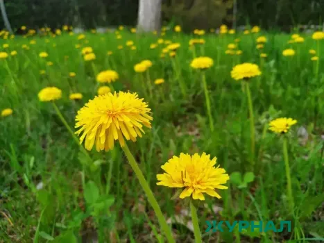 Весна в Башкирии ожидается раньше обычного, прогнозируют синоптики