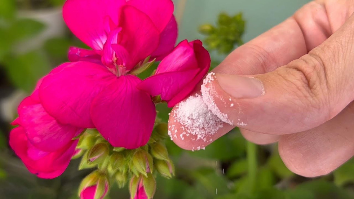 Универсальная подкормка для пеларгонии: как борная кислота увеличит цветение в 2 раза