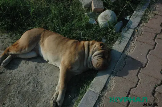В Башкирии разъяснили порядок оповещения о бешенстве животных