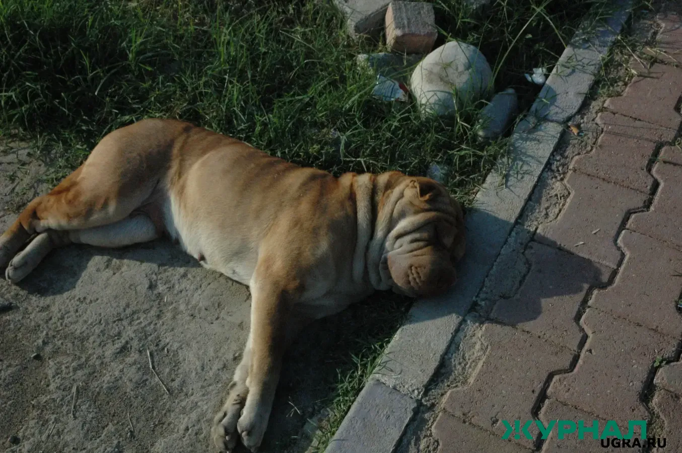В Башкирии разъяснили порядок оповещения о бешенстве животных