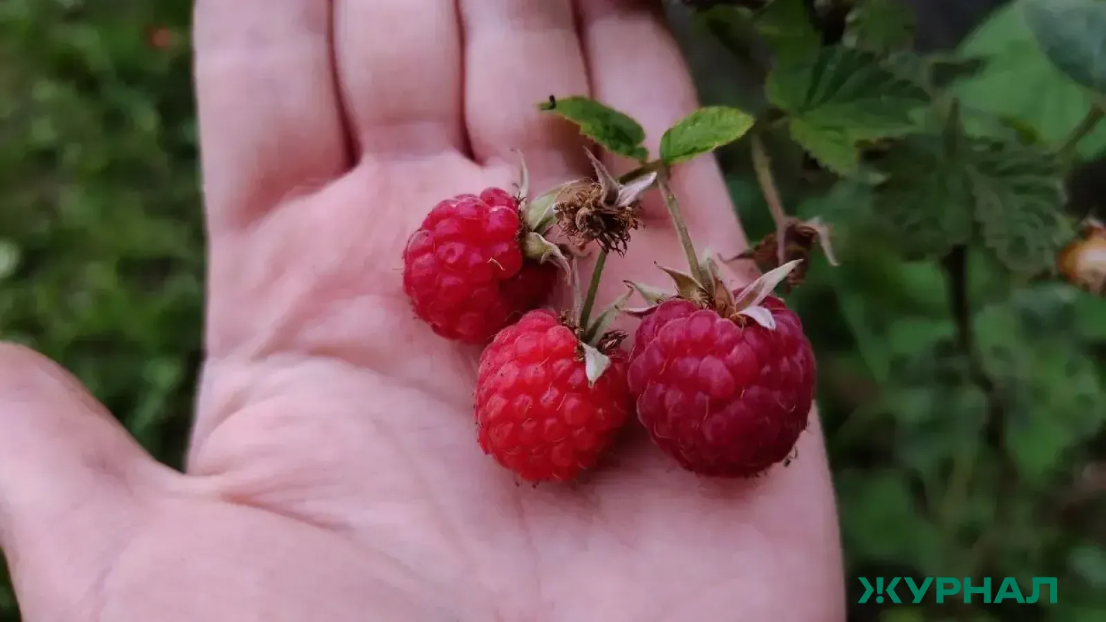 Сладости при диабете: как выбрать безопасные фрукты и ягоды для здоровья