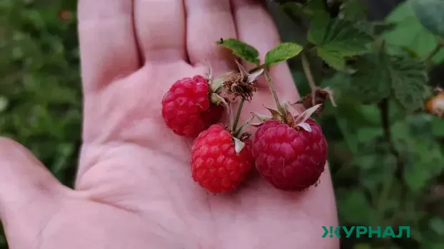 Сладости при диабете: как выбрать безопасные фрукты и ягоды для здоровья