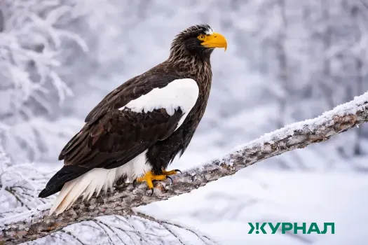 В Башкирии февраль будет близок к норме по температуре и осадкам