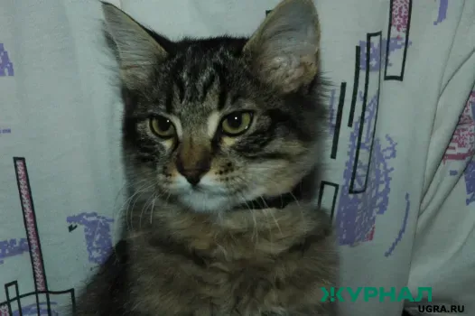 Опасные продукты для домашних животных: советы ветеринара из Уфы