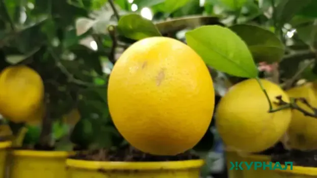 Как сохранить лимоны надолго: простой способ заморозки для свежести и пользы