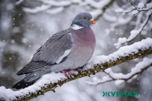 В Уфе 6 февраля прогнозируются морозы до -21 градуса