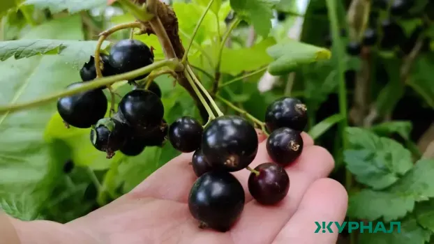 Как обрезка смородины увеличит урожай и упростит уход за кустами