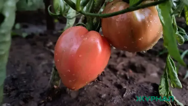 Как ускорить созревание томатов с помощью йода: простой способ для огородников