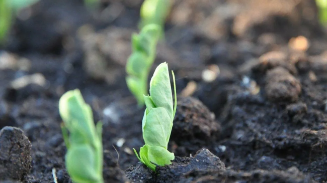 Сажаем горох после лука и чеснока: как улучшить почву и получить урожай