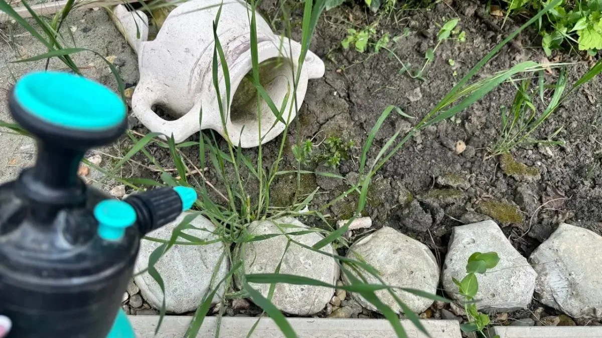 Эффективное средство против сорняков: уксус, сода и соль в одном составе