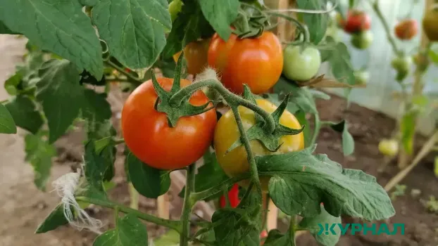 Подкормка томатов борной кислотой: как получить сладкие плоды и защитить от фитофторы