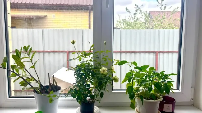 Эффективное средство для белых подоконников: уксус и вода избавят от загрязнений и комаров