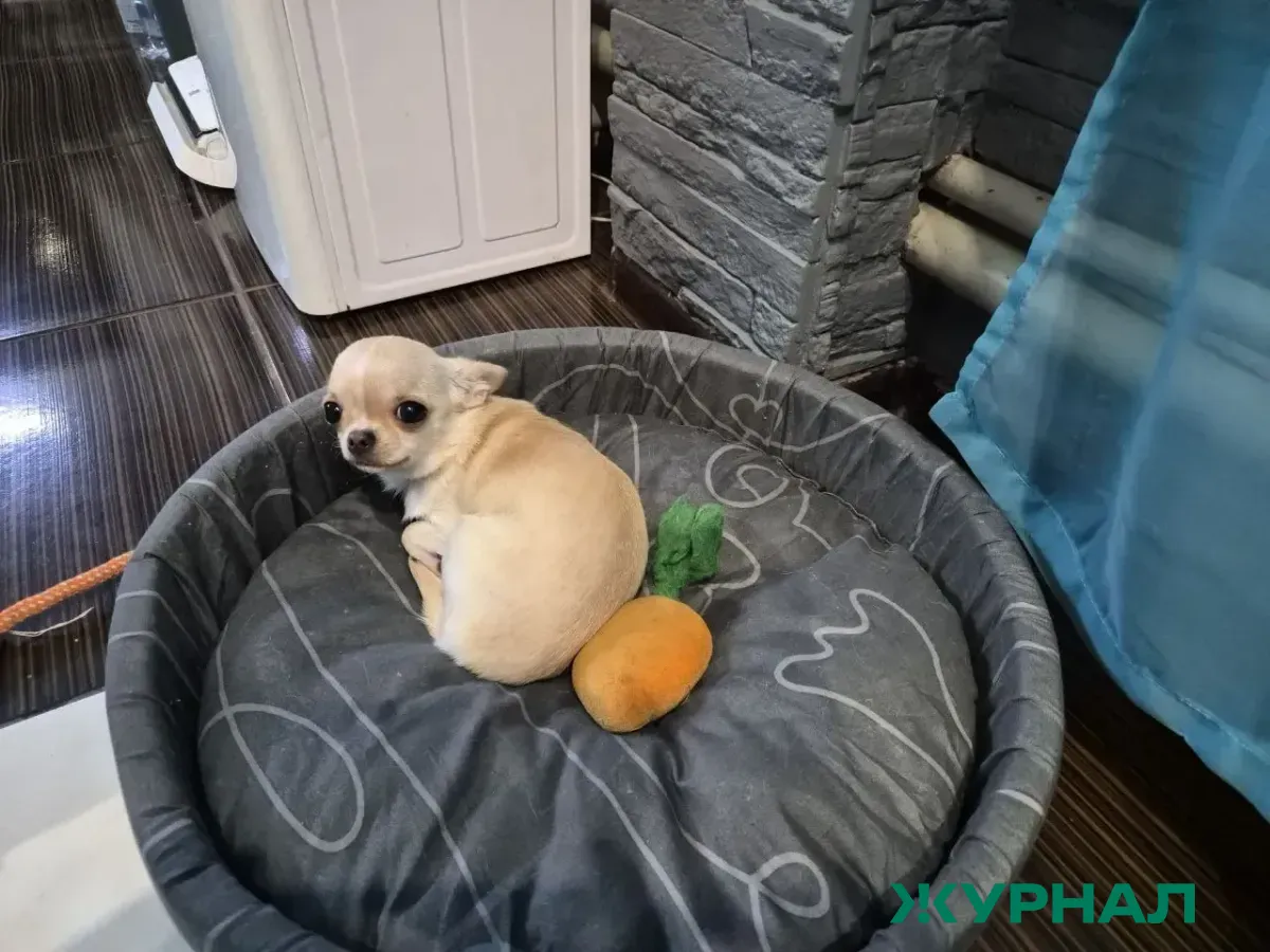 В Уфимском районе нашли выброшенных щенков, один из них уже пристроен