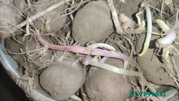 Охлебининский сельсовет проводит аукцион по продаже овощехранилища и земли