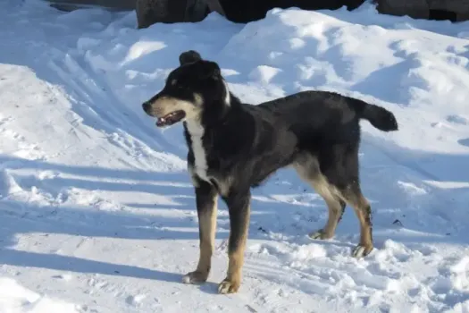 Охрана гребного канала в Уфе подкармливала бродячих собак у ворот центра