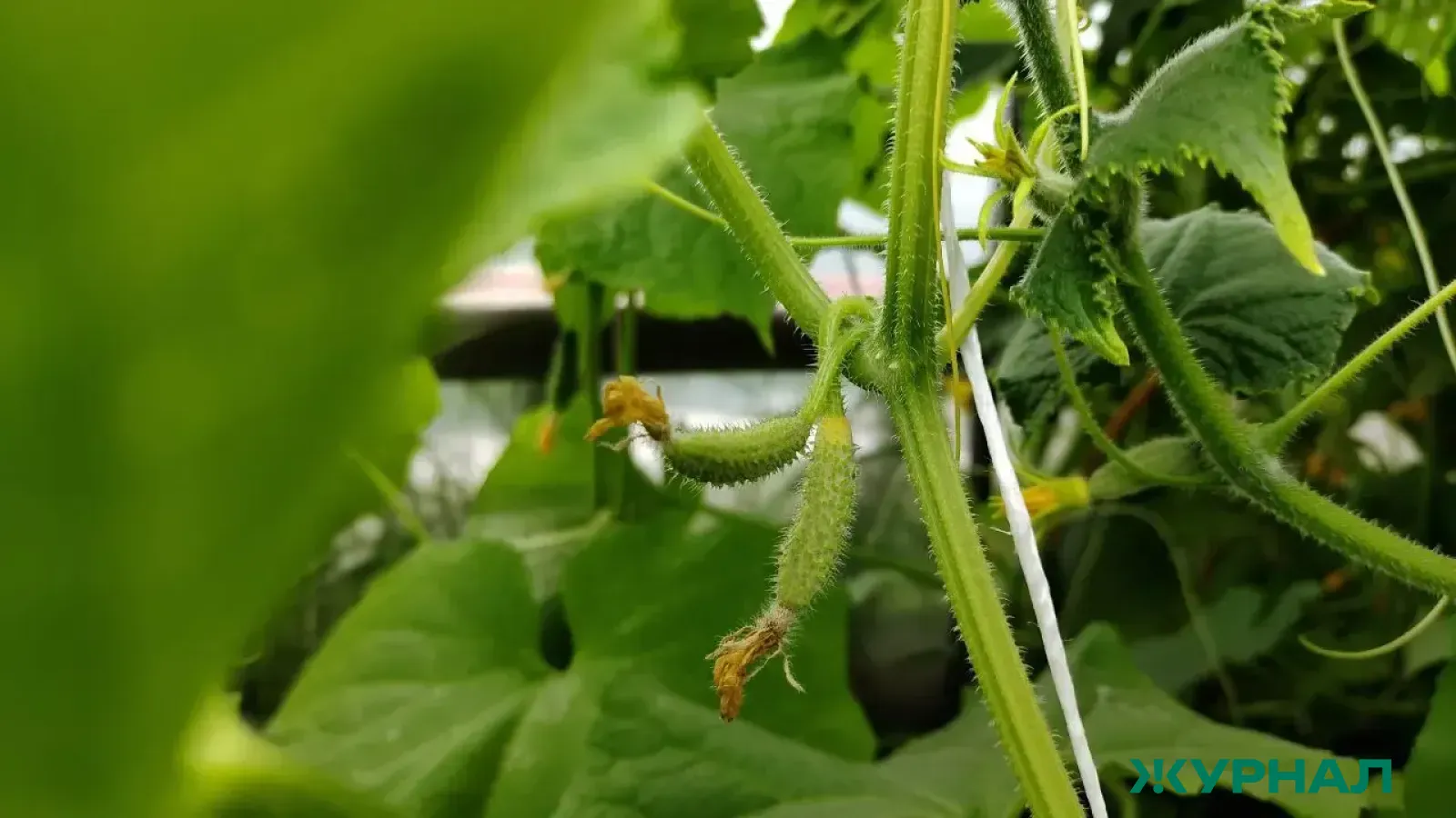 Как закапывание бревна помогает сохранить влагу для огурцов на даче