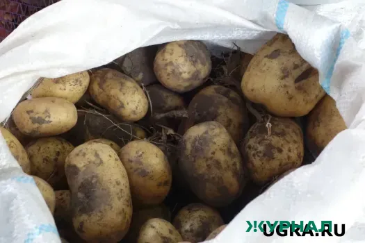 Башкирия занимает третье место по низким ценам на картофель
