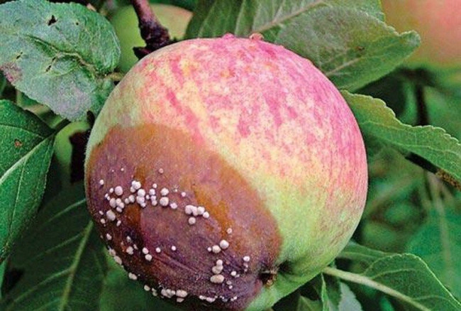 Избавьтесь от гнилых яблок на дереве: эффективный раствор для лечения монилиоза