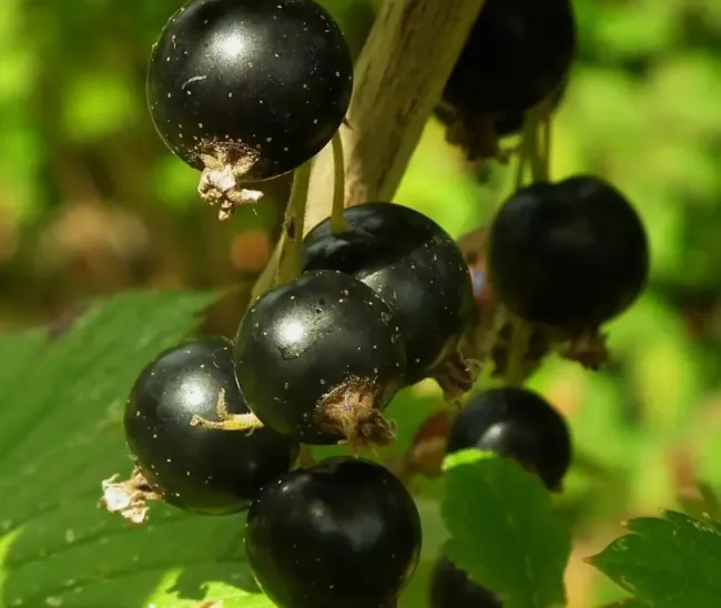 Подкормка смородины в августе: как добиться крупного и сладкого урожая ягод